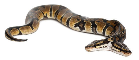 Fototapeta premium Two headed Royal Python or Ball Python, Python Regius
