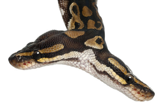 Close-up of Two headed Royal Python or Ball Python