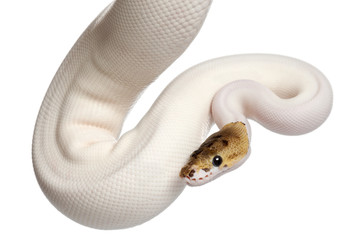 Naklejka premium Samica Pied Spider Royal Python, Ball Python