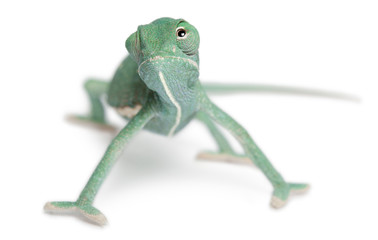 Young veiled chameleon, Chamaeleo calyptratus © Eric Isselée