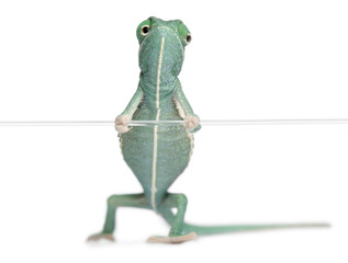 Young veiled chameleon, Chamaeleo calyptratus © Eric Isselée