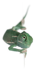 Young veiled chameleon, Chamaeleo calyptratus © Eric Isselée