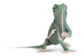 Young veiled chameleon, Chamaeleo calyptratus