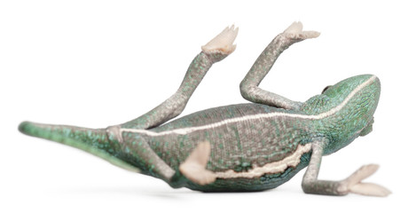Young veiled chameleon lying on his back, Chamaeleo calyptratus © Eric Isselée
