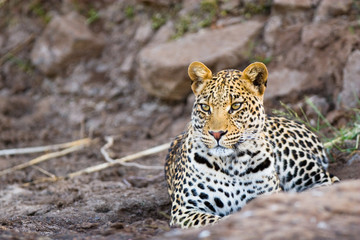 Young leopard male