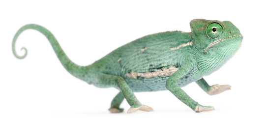 Young veiled chameleon, Chamaeleo calyptratus © Eric Isselée