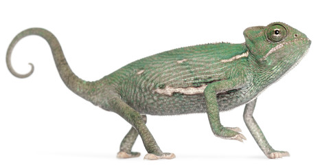 Young veiled chameleon, Chamaeleo calyptratus