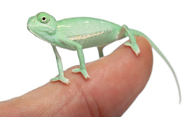 Young veiled chameleon on finger, Chamaeleo calyptratus