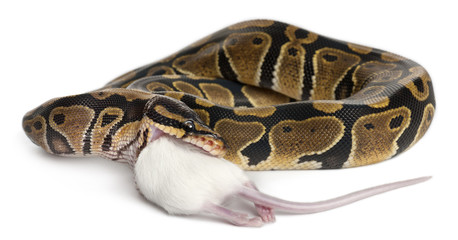 Naklejka premium Python Royal python eating a mouse, ball python, Python regius
