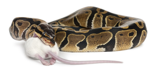 Fototapeta premium Python Royal python eating a mouse, ball python, Python regius