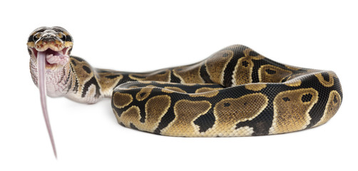 Python Royal python eating a mouse, ball python, Python regius