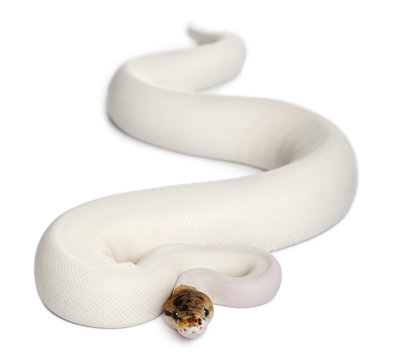 Female Pied Spider Royal python, ball python, Python regius