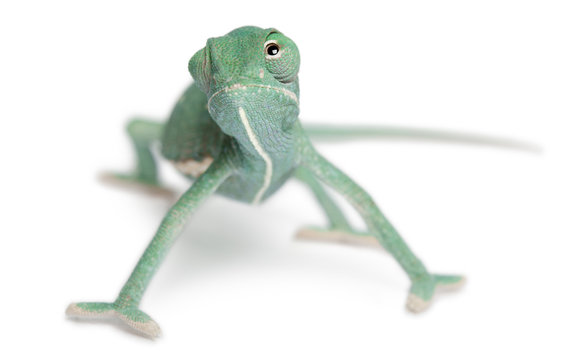Young veiled chameleon, Chamaeleo calyptratus