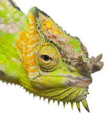 Close-up of Four-horned Chameleon, Chamaeleo quadricornis