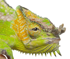 Close-up of Four-horned Chameleon, Chamaeleo quadricornis