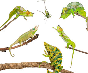 Chameleons reaching for grasshopper in front of white background © Eric Isselée
