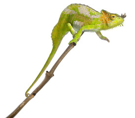 Four-horned Chameleon, Chamaeleo quadricornis, perched on branch