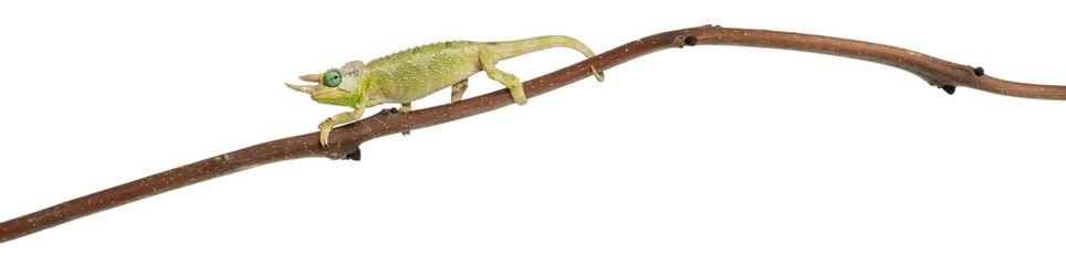 Mt. Meru Jackson's Chameleon, Chamaeleo jacksonii merumontanus