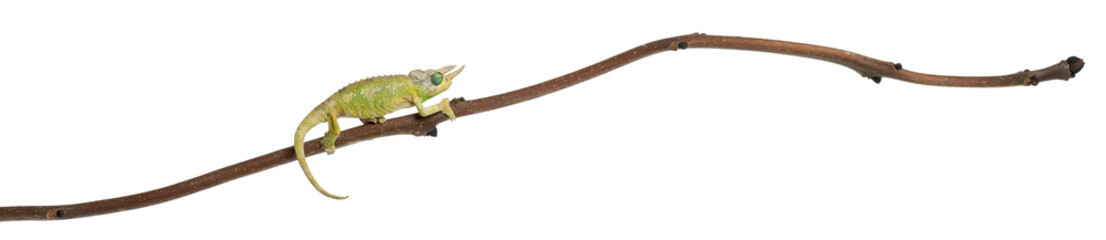 Mt. Meru Jackson's Chameleon, Chamaeleo jacksonii merumontanus