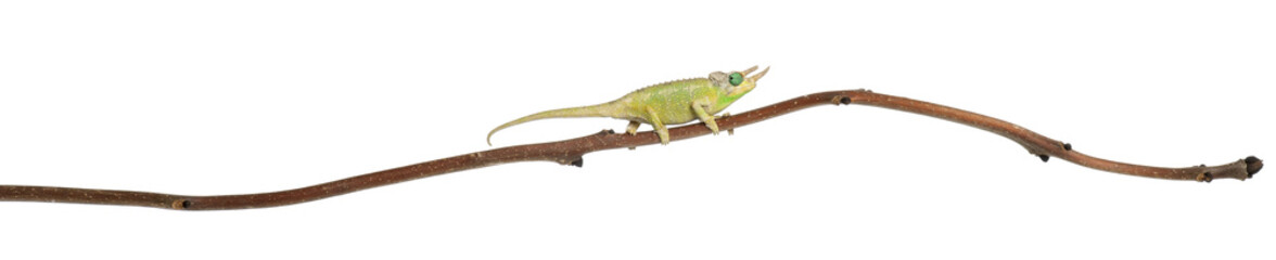 Mt. Meru Jackson's Chameleon, Chamaeleo jacksonii merumontanus