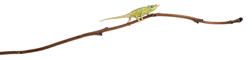 Mt. Meru Jackson's Chameleon, Chamaeleo jacksonii merumontanus