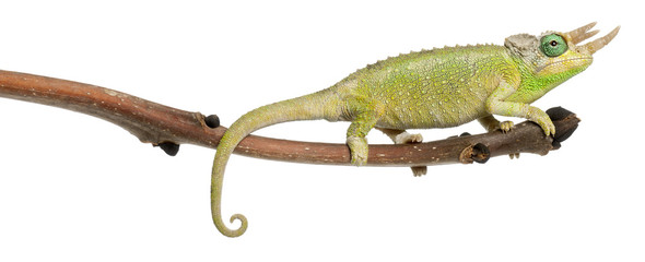 Mt. Meru Jackson's Chameleon, Chamaeleo jacksonii merumontanus © Eric Isselée