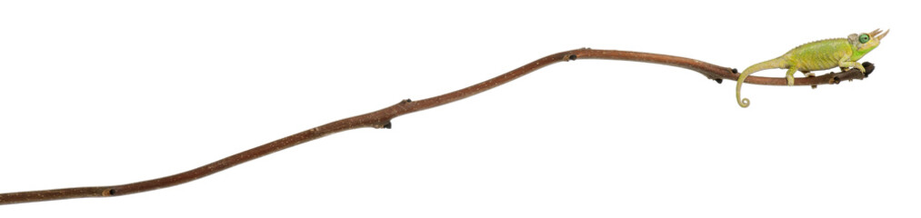 Mt. Meru Jackson's Chameleon, Chamaeleo jacksonii merumontanus