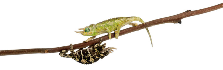 Two Mt. Meru Jackson's Chameleons