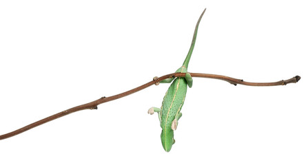 Young veiled chameleon, Chamaeleo calyptratus © Eric Isselée