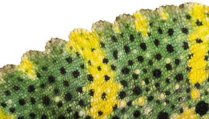 Close-up of Meller's Chameleon skin, Giant One-horned Chameleon © Eric Isselée