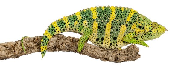 Meller's Chameleon, Giant One-horned Chameleon © Eric Isselée