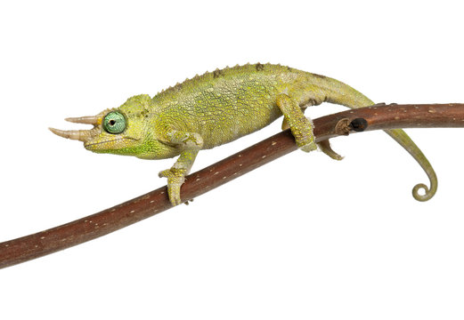 Mt. Meru Jackson's Chameleon, Chamaeleo jacksonii merumontanus