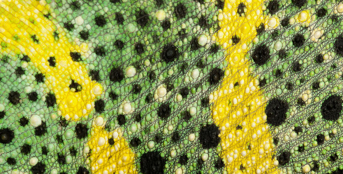 Close-up of Meller's Chameleon skin, Giant One-horned Chameleon