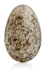 House Sparrow egg, Passer domesticus