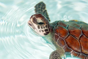 Abwaschbare Fototapete Schildkröte Babyschildkröte im Wasser