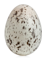 House Sparrow egg, Passer domesticus