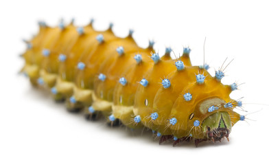 Caterpillar of the Giant Peacock Moth, Saturnia pyri