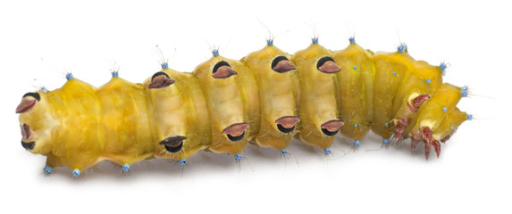 Caterpillar of the Giant Peacock Moth, Saturnia pyri