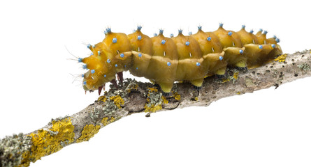 Caterpillar of the Giant Peacock Moth, Saturnia pyri