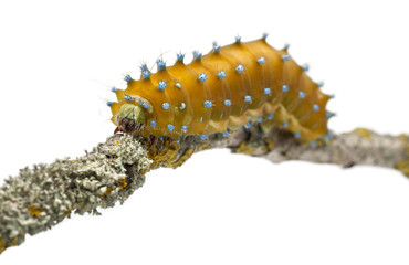 Caterpillar of the Giant Peacock Moth, Saturnia pyri