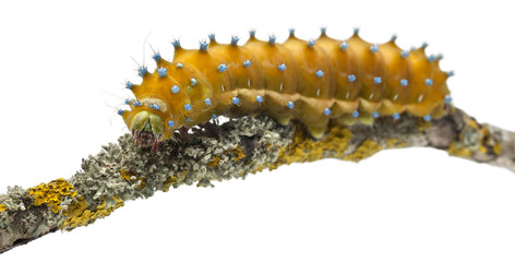 Caterpillar of the Giant Peacock Moth, Saturnia pyri