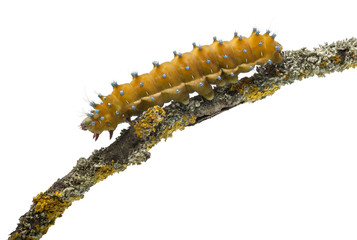 Caterpillar of the Giant Peacock Moth, Saturnia pyri
