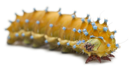 Caterpillar of the Giant Peacock Moth, Saturnia pyri © Eric Isselée