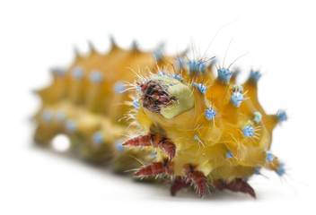 Caterpillar of the Giant Peacock Moth, Saturnia pyri © Eric Isselée