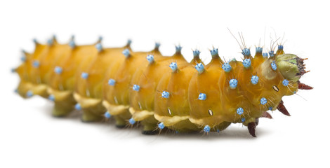 Caterpillar of the Giant Peacock Moth, Saturnia pyri
