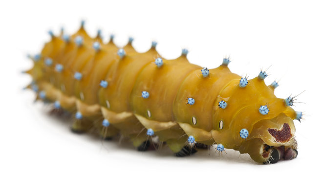 Caterpillar of the Giant Peacock Moth, Saturnia pyri