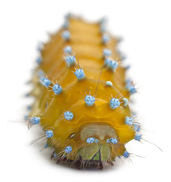 Caterpillar of the Giant Peacock Moth, Saturnia pyri