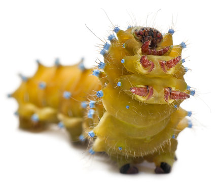 Caterpillar of the Giant Peacock Moth, Saturnia pyri