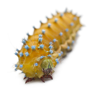 Caterpillar of the Giant Peacock Moth, Saturnia pyri
