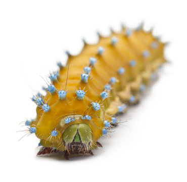 Caterpillar of the Giant Peacock Moth, Saturnia pyri
